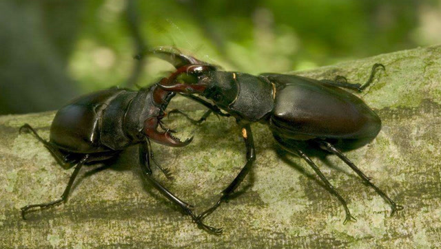 一树难容两只锹形虫,一见面就打架,输的不只是地盘还有性命