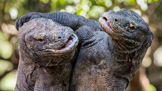 为什么科莫多巨蜥一遇到鳄鱼,扭头就跑?答案让人不敢相信!