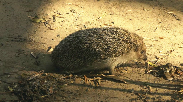响尾蛇捕食一只刺猬,反被刺猬当辣条啃,毒蛇失算了