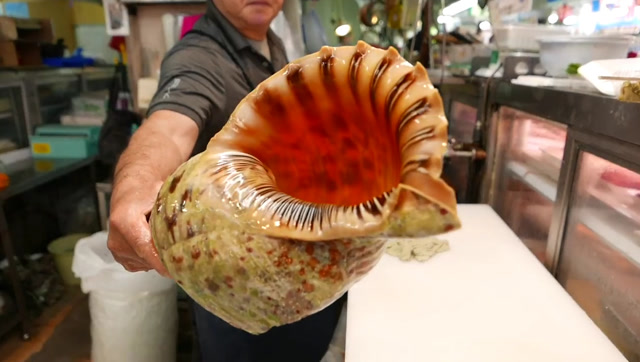 日本实拍:确定这海螺没被辐射?这么大个,肉有胳膊那么粗