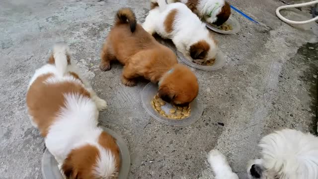 4个星期大的小土狗一人一个盆各自不抢争抢,井井有条的进食