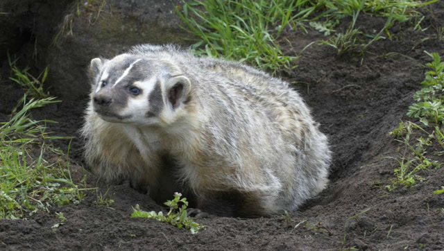花獾遭金雕扑杀,没想花獾直接硬刚一波,金雕感到威胁转身飞走