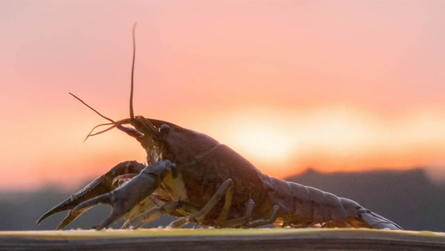 欧洲告急!变异小龙虾25年克隆几百万只自己,攻陷了大半个欧洲