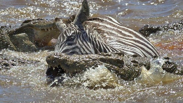 鳄鱼像电影里的死亡翻滚威力巨大,斑马瞬间扭断成两截!