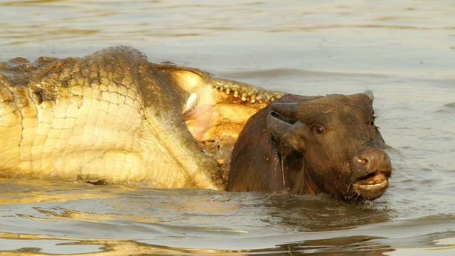 鳄鱼咬住水牛嘴巴不放,水牛被激怒,直接把鳄鱼拖上岸踩