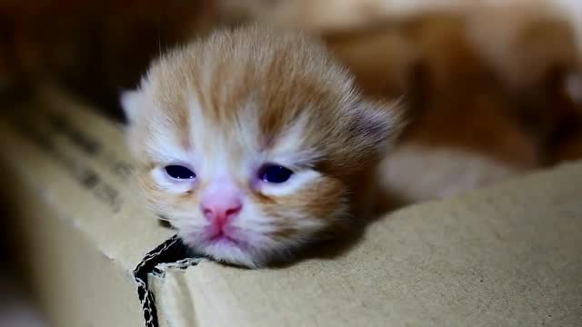 弱小 无助 可怜 谁来吸吸这只小奶猫啊 676767