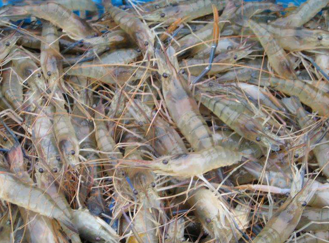 沼虾养殖技术 水泥池养殖技术 场地建设消毒 饲料配比 繁殖育苗等