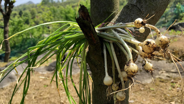农村人用来做凉拌菜的野蒜,长在石头缝里