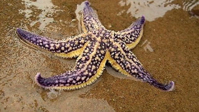 来看看巨型海星是怎么捕食贝类为食的,浑身都是触角!吸的很紧!