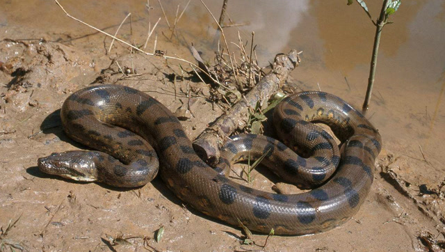 世界上最大的蟒蛇有多大?亚马逊巨型森蚺长达15米,堪比航空母舰