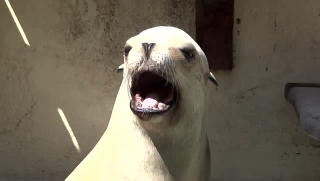 听过海狮的叫声吗,比任何魔性声音都让人难忘啊