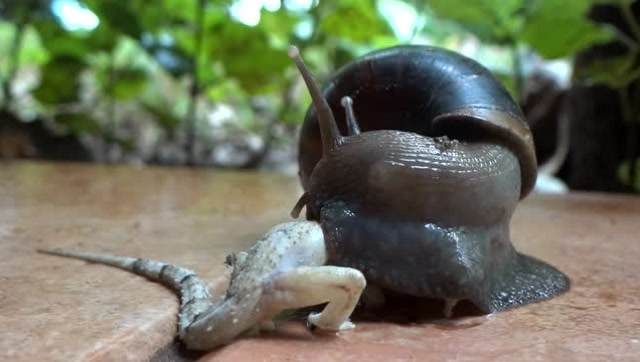 壁虎的天敌居然是非洲大蜗牛,这次就算掉尾巴都没救了