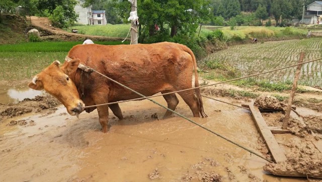 老黄牛翻秧田,水太深耕田机可以下去吗?这回长见识了