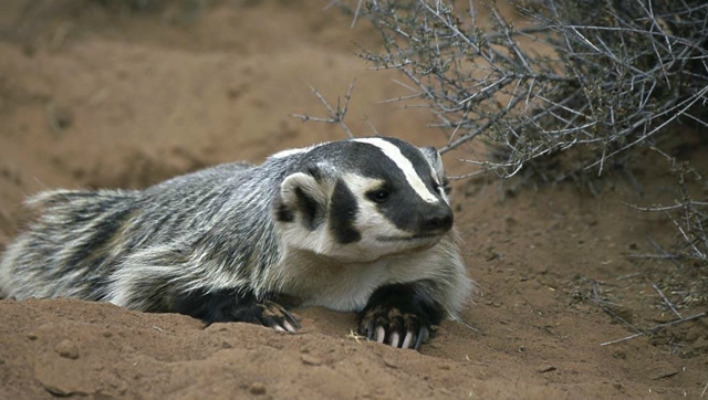 花獾单挑四条野狼 獾家族的成员个个都是骁勇善战毫无畏惧的