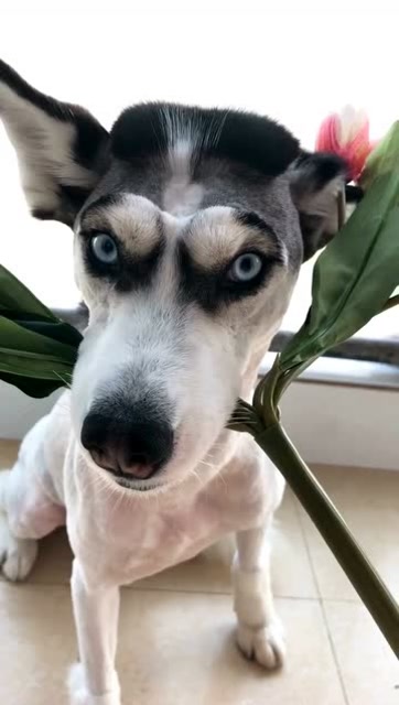 哈士奇剃毛前后,主人差点认不出!丑哭了!