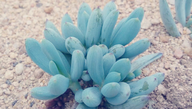 菊科多肉植物欣赏