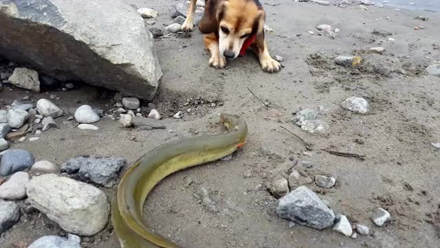 猎狗遇上一条鳗鱼,狗狗一脸蒙圈,该怎么下口?