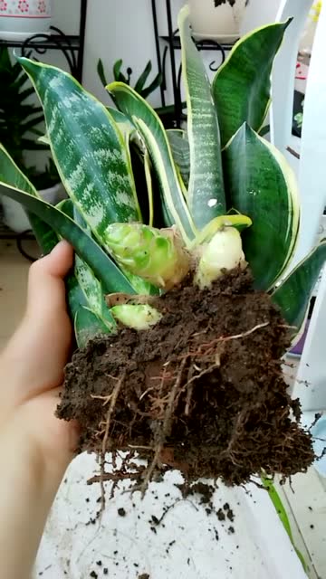 给虎皮兰换盆你注意这几点了吗?学会正确养护方法 ,迟早会爆盆