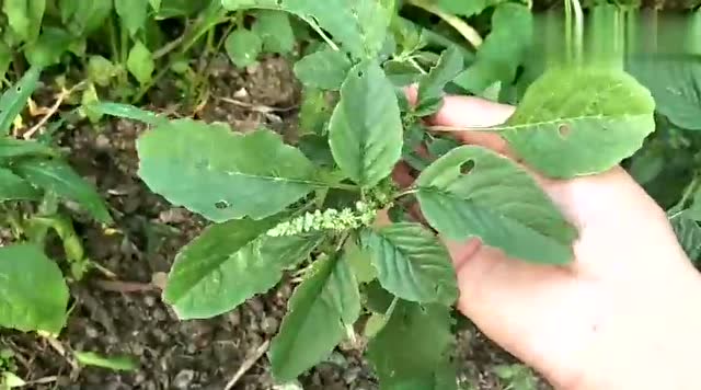 这种草药名叫《刺苋》,也是农民最讨厌的草药之一