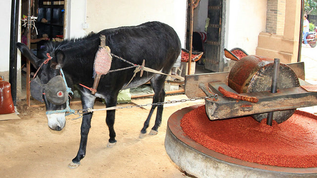 为什么农村只用驴拉磨,却不用牛拉磨?今天可算知道了