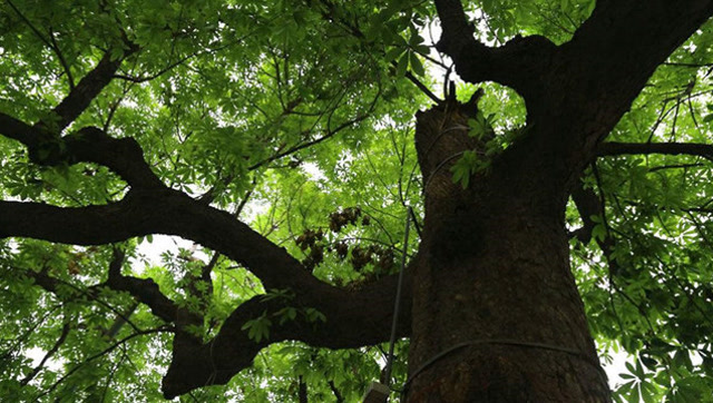 三百年梭罗树,树干空心却还能枝繁叶茂,稀奇!