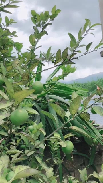 刺超多,柠檬是当地特色美食必不可少的材料
