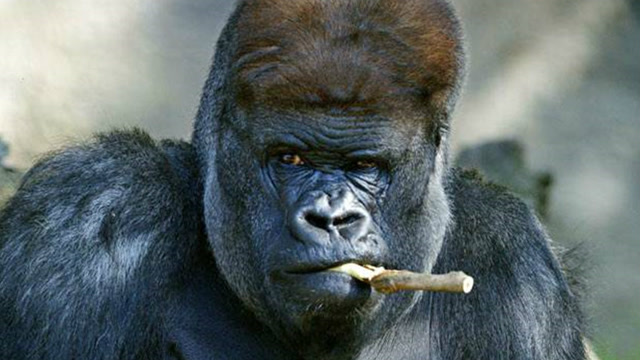 猩猩图片抽烟