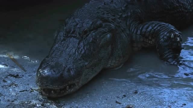 女子胆大包天饲养巨鳄对付蟒蛇 谁知引来灭世之灾