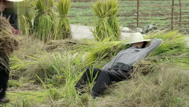 柱子叔干活偷懒,陈江河一句话嗖得爬起来割麦