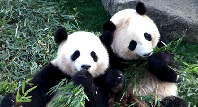 熊猫樱浜桃浜同框吃播,从小萌到大,颜值爆表,萌力翻倍