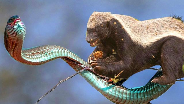 平头哥蜜獾猎杀毒蛇一招搞定,张口就吃嘎嘣脆!