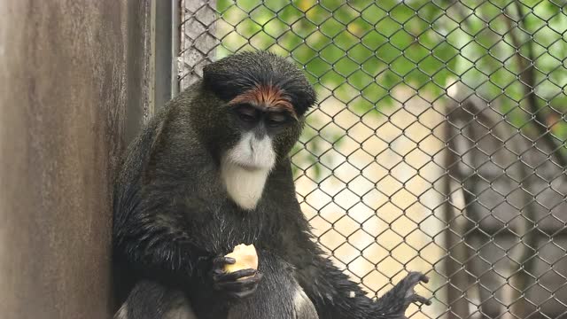 合肥野生动物园"博士猴"