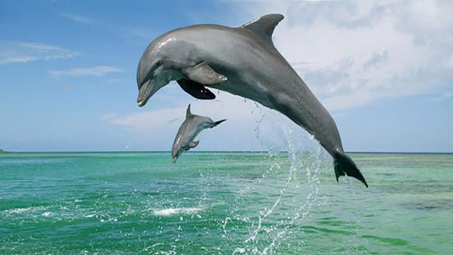 为什么没有天敌的鲨鱼不敢袭击海豚,网友:原来智商是硬伤!