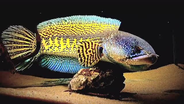 极致漂亮的巴卡雷龙