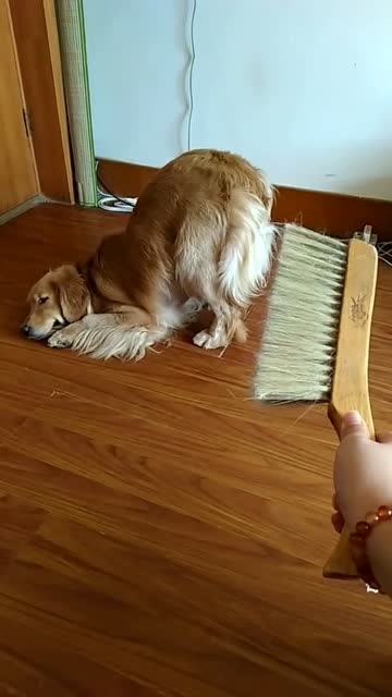 主人说要关门打狗,金毛马上关门翘屁股等打,咋这么搞笑