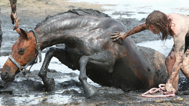 马儿不慎陷入沼泽无法脱身,结果它的主人做法令人动容!