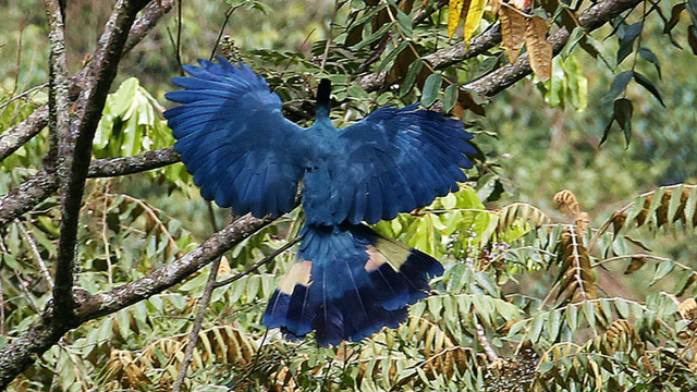 因为美貌而祸从天降的大蓝蕉鹃,真是令人心疼!