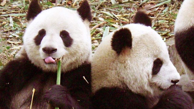 大熊猫剃了毛后,这画面实在太逗了