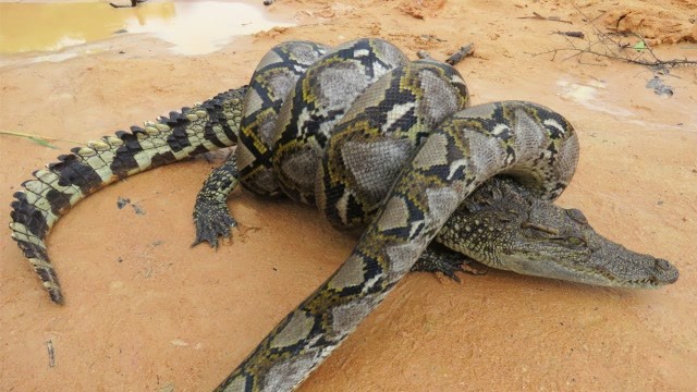 鳄鱼大战蟒蛇鳄鱼惨遭蟒蛇死亡缠绕意想不到的一幕发生了