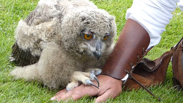 猫头鹰的爪子到底锋利到什么程度给你看看小鹰都这么厉害