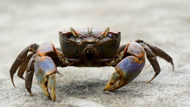 螃蟹夹住眼镜蛇脖子不放手,蛇已经生无可恋