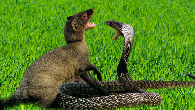 蛇獴与眼镜王蛇图片