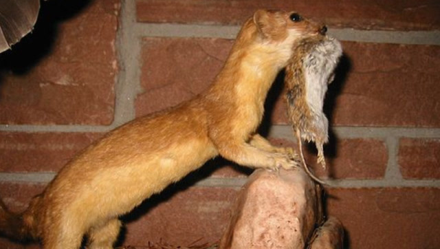 田鼠大战黄鼠狼,竟没想到这田鼠还藏着一招,镜头拍下全过程