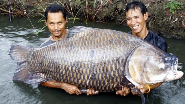 世界上最大的鲤鱼,超过200斤,网友:要化龙了!