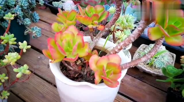 云南多肉植物欣赏:像小彩蝶般飞舞的丸叶红梅老桩!