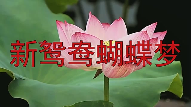 一首《新鴛鴦蝴蝶夢》,好聽的情歌,只聽一遍就上癮!