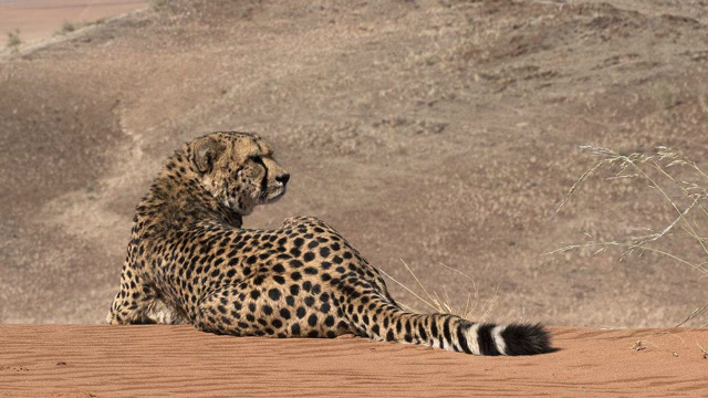 猎豹在沙漠中追击棉羚,棉羚的速度也飞快,尘土飞扬
