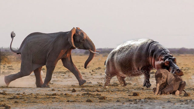 小象被河马袭击,大象群立马赶来,大象:我的怒火你承受不起!