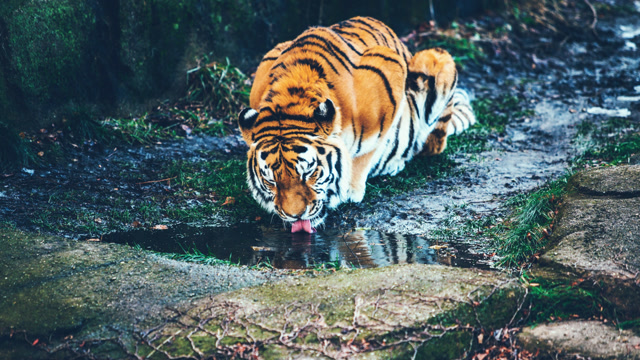 老虎谷死去的虎王罗恩,就算再强的王者也敌不过时间