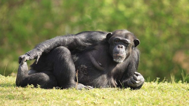 科学家发现一种已灭绝的猿类,竟有3米高!